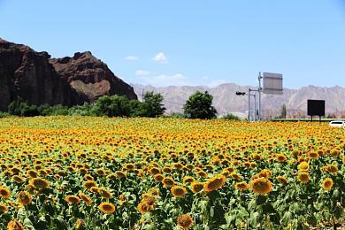 业内记者：一旦XGP有足够多的订阅 微软会取消金会员